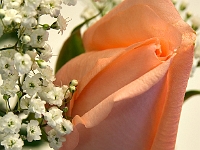 Peach 1